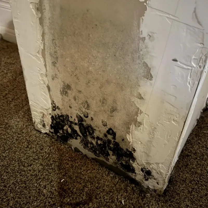 Professional Mold Removal in Checotah, OK